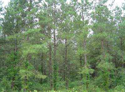 Marlboro County South Carolina Land for Sale