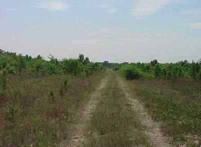 Florence County South Carolina Land for Sale