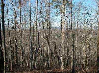 Clay County Alabama Land for Sale